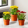 Chrysanthemum Assorted Mix Houseplant