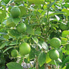 Citrus Lemon Omani Plant