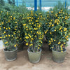 Citrus mitis or Chinese Orange Tree