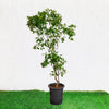 Citrus Orange Outdoor Tree