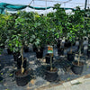 Citrus Orange Sinensis Naranjo Tree