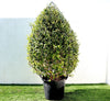 Wild Jasmine Cone Shape Clerodendrum Inerme