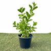 Wild Jasmine Clerodendrum Inerme Plant