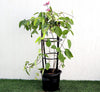 Clerodendrum Thomsoniae "Pink Bleeding Heart Vine" 1.2-1.5m