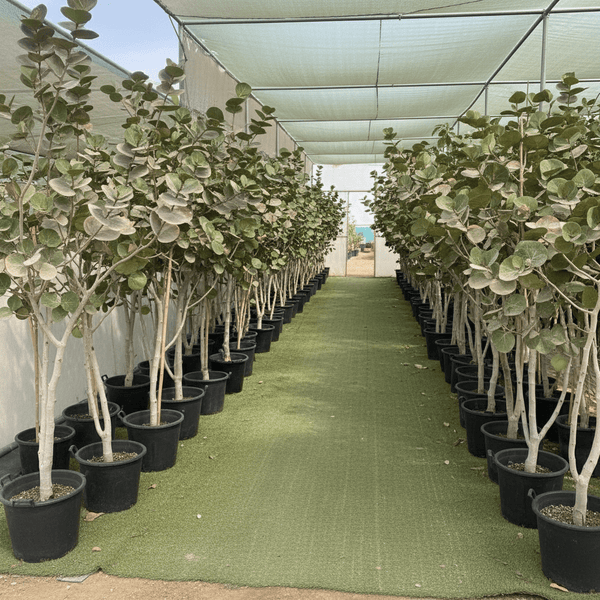 sea grape indoor plant Sea Grape Coccoloba Uvifera Plants