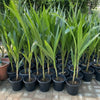 Cocos Nucifera Coconut Palm Tree