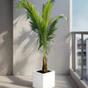 نخلة جوز الهند	Tropical Palm Trees for Luxury Villas & Apartments in Grp pot