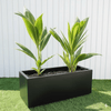 Cocos Nucifera / Coconut Palm Small 1.2to 1.5m in Grp 90-30-30 Pot