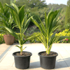 Cocos Nucifera Coconut Palm Small Plants