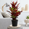 Codiaeum Variegatum Stylish Plant (40-50 cm)