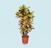 Codiaeum Variegatum Croton Plant