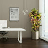 Croton Plant | Dubai's Dazzling Houseplant!