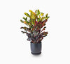 Codiaeum Variegatum (Outdoor Croton Mix) | UAE's Top Plants!