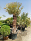 Copernicia Pruniferea Wax Palm Tree