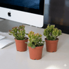 Crassula Mix Glossy Greens Indoor Plant