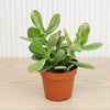 Crassula Ovata Jade Money Plant
