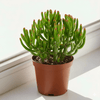Crassula Ovata Hobbit Money Plant