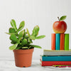 Crassula ovata Mini Plant (5-10cm)