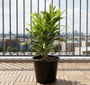 Croton Banana Yellow Indoor Outdoor Plant