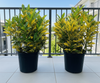 Croton Gold Dust Variegated Plant