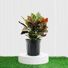 Croton Petra Striking Garden Plant
