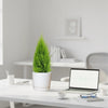 Cupressus Macrocarpa, Goldcrest Wilma, Lemon Cyperus in Ceramic Pot | UAE's Top Plants!