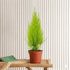 Cupressus Macrocarpa Holland Indoor Plant (30-40cm)