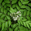 Curry Leaves Kadi Patta Plant