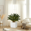 Cycas Revoluta Sago Palm Plant (40-60cm) in Grp Pot 40x40