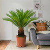 Cycas Revoluta "Sago Palm" | Dubai's Stylish Plant!
