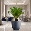 Cycas Revoluta Sago Palm in Gray Fiber Pot (56-73cm)