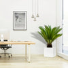 Cycas Revoluta "Sago Palm" 60-80cm in Grp Square Pot 40x40 | UAE's Lush Houseplant!