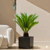 Sago Palm Cycas Revoluta Plant (60-80cm) in Grp Square Pot (40x40)
