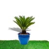 Cycas Revoluta "Sago Palm" in Rolled Rim Pot