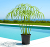 Umbrella Papyrus Cyperus Alternifolius Plant