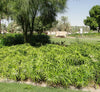 Umbrella Sedge Cyperus Alternifolius  Plant