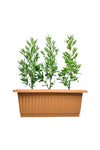 Ficus Damas - Conocarpus Lancifolius