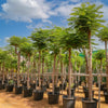 Delonix Regia Flame Tree Outdoor Plant