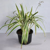 Tasman Flax lily Dianella Variegata Tasmanica Plant