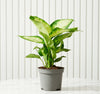 Dieffenbachia Camilla Dumb Cane Houseplant