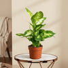 Dieffenbachia Compacta Dumb Cane Leopard Lilly plant