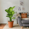 Dieffenbachia Seguine Or Maroba Plant