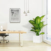 Dieffenbachia Seguine 'Maroba' (Grp Square Pot) | UAE's Best Striking Houseplant!