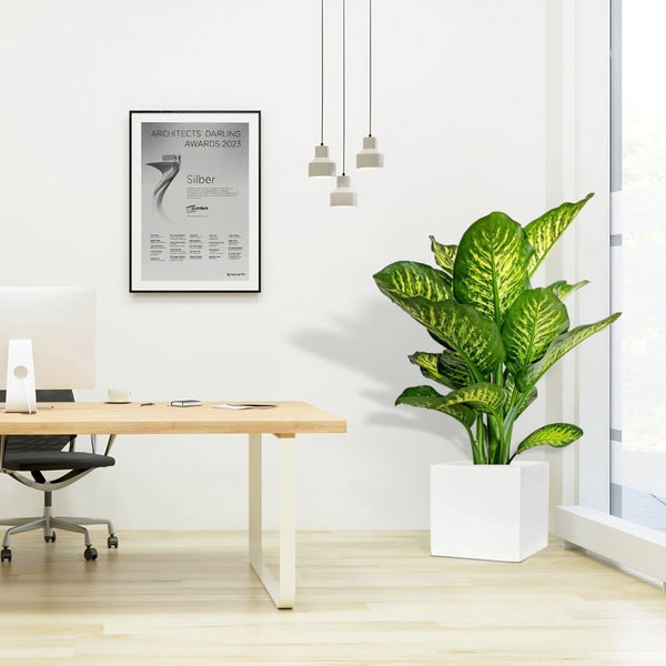 dieffenbachia maroba Dieffenbachia Seguine 'Maroba' (Grp Square Pot)