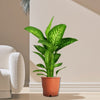 Dieffenbachia Seguine Tropic Snow Houseplant