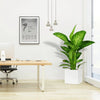 Tropic Snow or Dumb cane (Dieffenbachia Seguine) 70-80cm in Grp Pot 30x30 | UAE's Top Tropical Plant