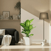 Dieffenbachia Seguine Tropic Snow 70-80cm Plant in Grp Pot 30x30