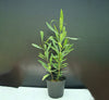 Hopbush Dodonaea Viscosa Plant