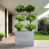 Double Ficus 3 Head Arrangement Plant in GRP Pot