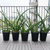Dracaena angolensis Sansevieria cylindrica Plant